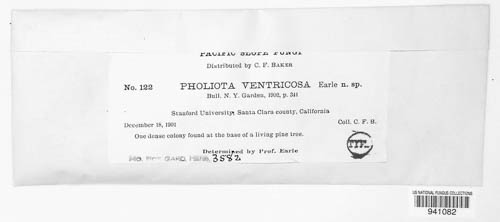 Gymnopilus ventricosus image